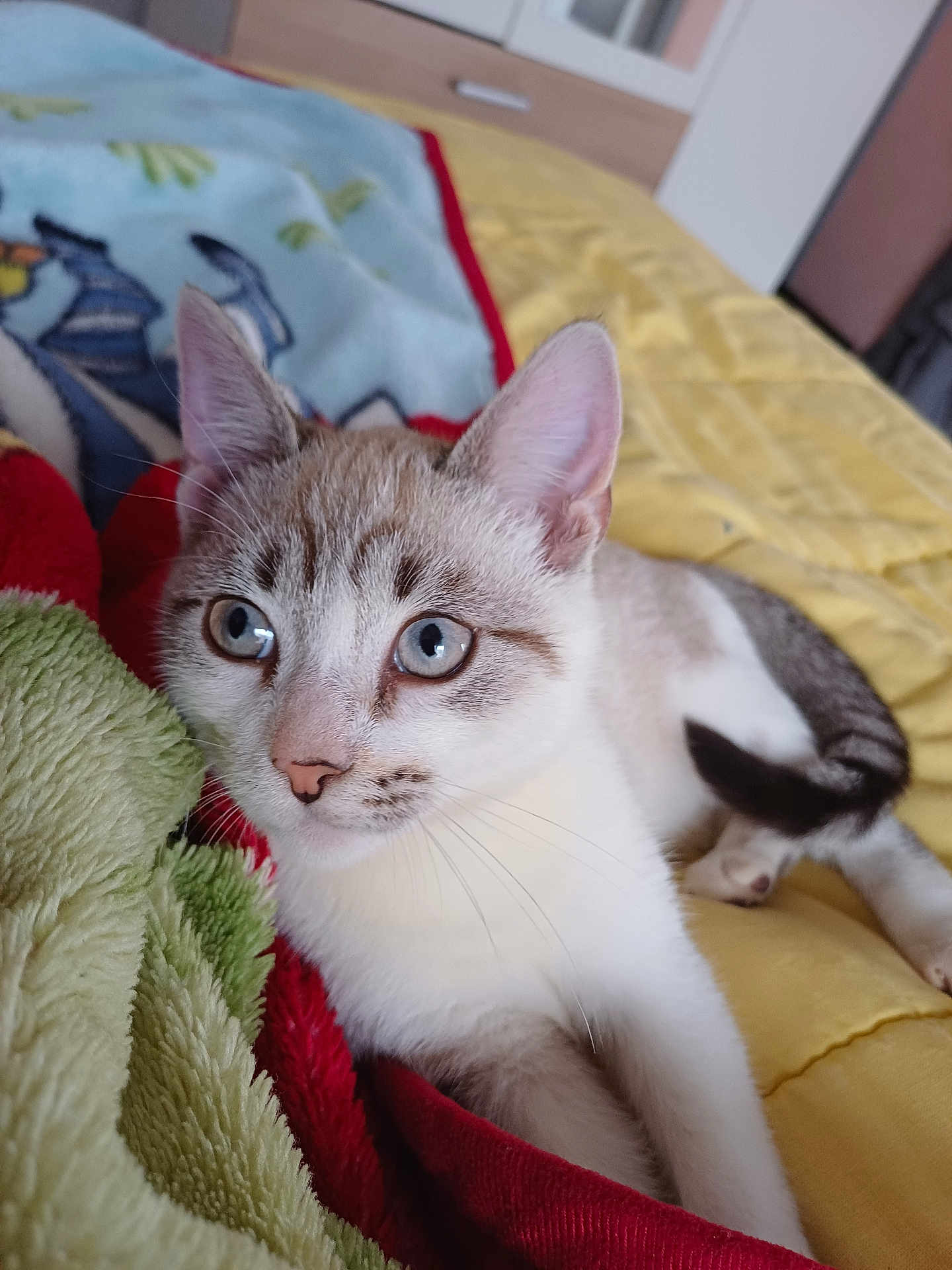 Moka a rejoint le concours — aidez-le/la à gagner de superbes lots ! animal, bed, blanket, blue_eyes, cat, close_up, cozy, curious, cute, domestic, feline, fur, indoor, lying_down, pet, portrait, relaxed, soft_texture, whiskers, young