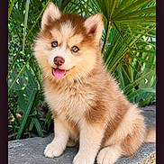 Bounty participe au concours pour gagner de l'argent avec cette photo : puppy, dog, fluffy, sitting, stone, greenery, plants, outdoor, cute, tongue_out, happy, fur, pet, animal, nature, young, portrait, eyes, nose, ears