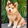 puppy, dog, fluffy, sitting, stone, greenery, plants, outdoor, cute, tongue_out, happy, fur, pet, animal, nature, young, portrait, eyes, nose, ears