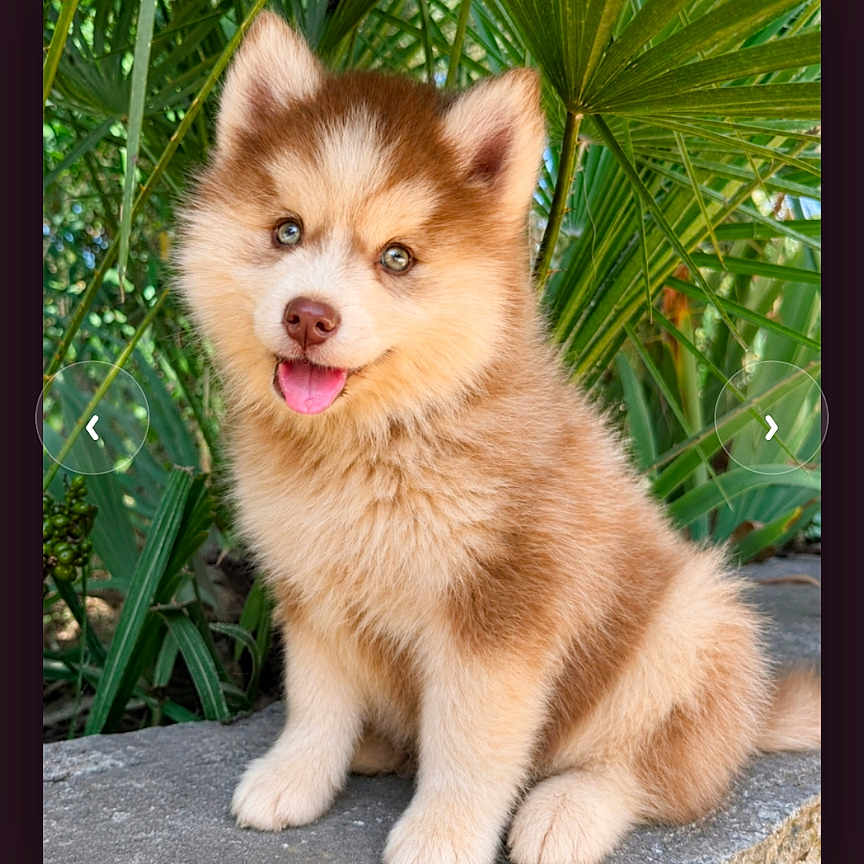 Bounty participe au concours pour gagner de l'argent avec cette photo : puppy, dog, fluffy, sitting, stone, greenery, plants, outdoor, cute, tongue_out, happy, fur, pet, animal, nature, young, portrait, eyes, nose, ears