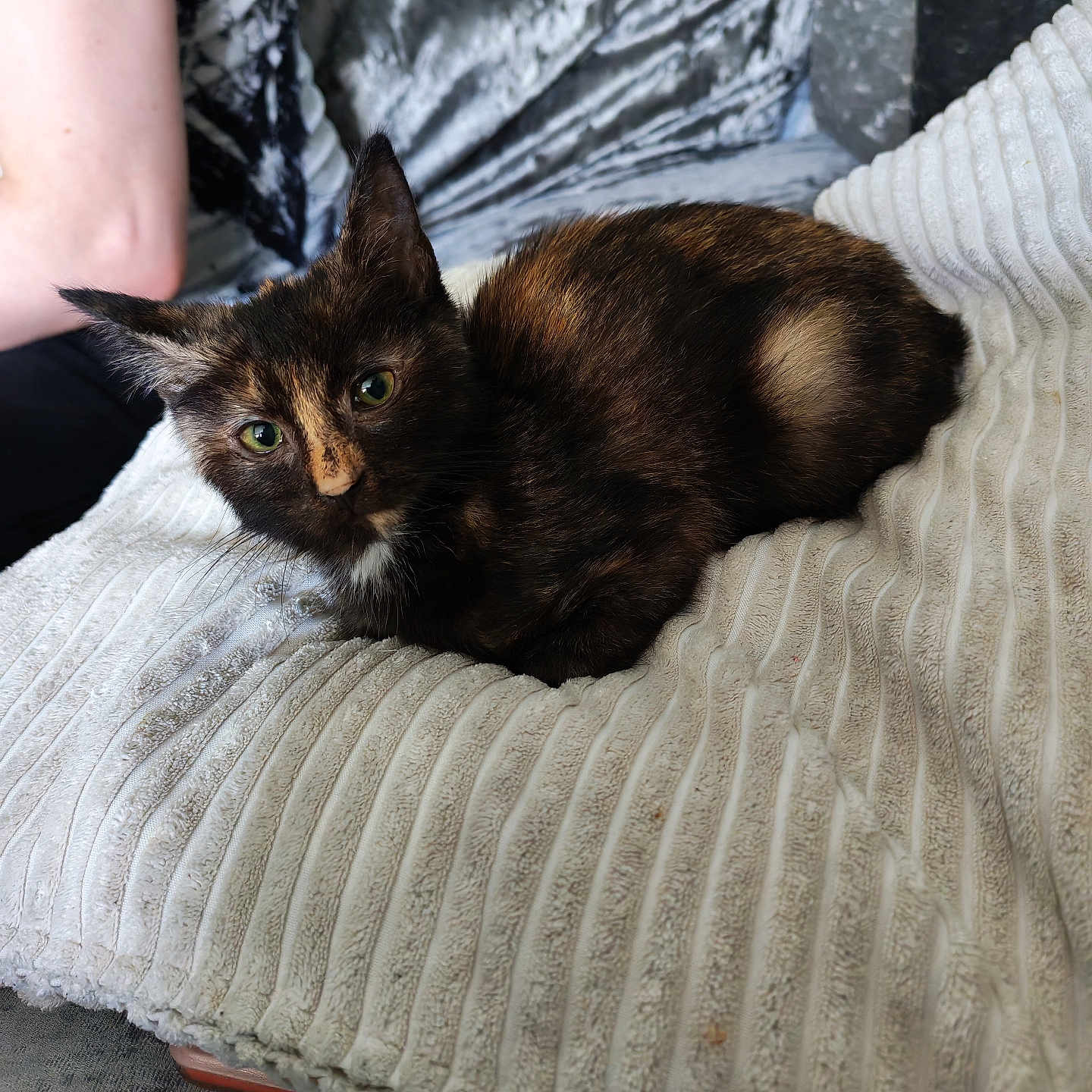 Luna joined the competition — help win amazing prizes! animal, blanket, cat, comfort, cozy, curious, cushion, cute, feline, fur, green_eyes, home, indoor, kitten, person_arm, pet, resting, soft, tortoiseshell, white