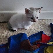 White participe au concours pour gagner de l'argent avec cette photo : kitten, cat, small_animal, fur, floor, blanket, indoor, curious, young, pet, whiskers, ears, tail, cute, animal, domestic, feline, resting, colorful_blanket, soft