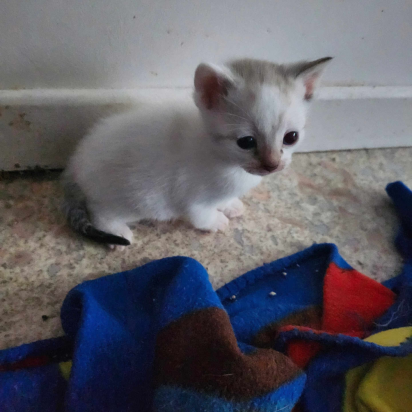 White participe au concours pour gagner de l'argent avec cette photo : kitten, cat, small_animal, fur, floor, blanket, indoor, curious, young, pet, whiskers, ears, tail, cute, animal, domestic, feline, resting, colorful_blanket, soft