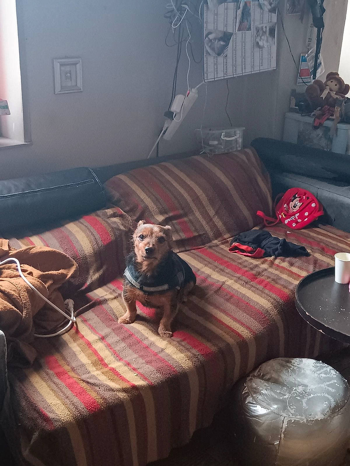 Pirate participe au concours pour gagner de l'argent avec cette photo : brown, carnivore, comfort, couch, dog, floor, flooring, furniture, grey, house, interior_design, living_room, picture_frame, pillow, property, studio_couch, textile, wall, window, wood