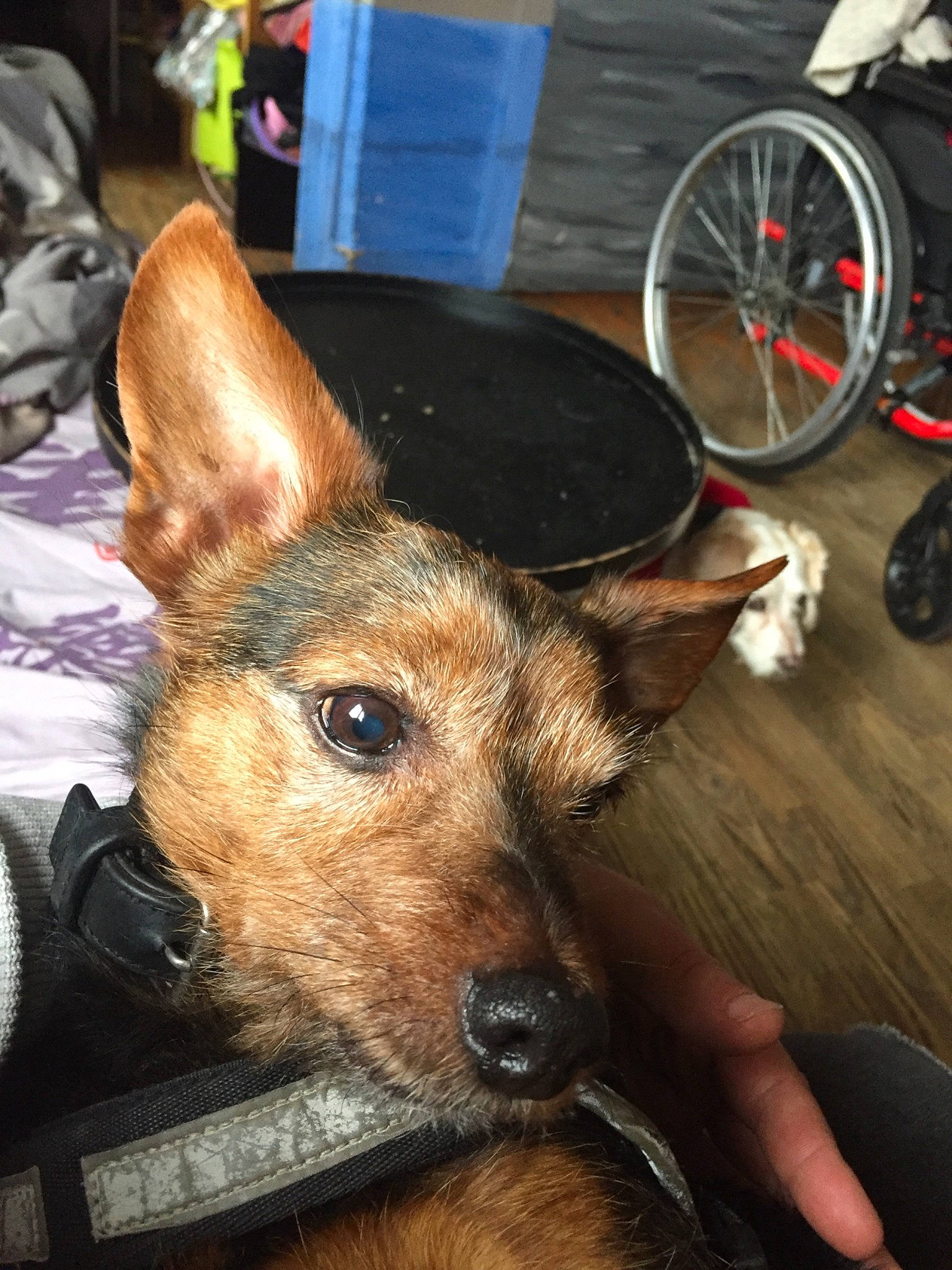 Pirate participe au concours pour gagner de l'argent avec cette photo : automotive_tire, bicycle, bicycle_frame, bicycle_tire, bicycle_wheel, bicycle_wheel_rim, carnivore, companion_dog, dog, dog_breed, ear, fawn, flowerpot, fur, german_shepherd_dog, snout, tire, wheel, whiskers, working_animal