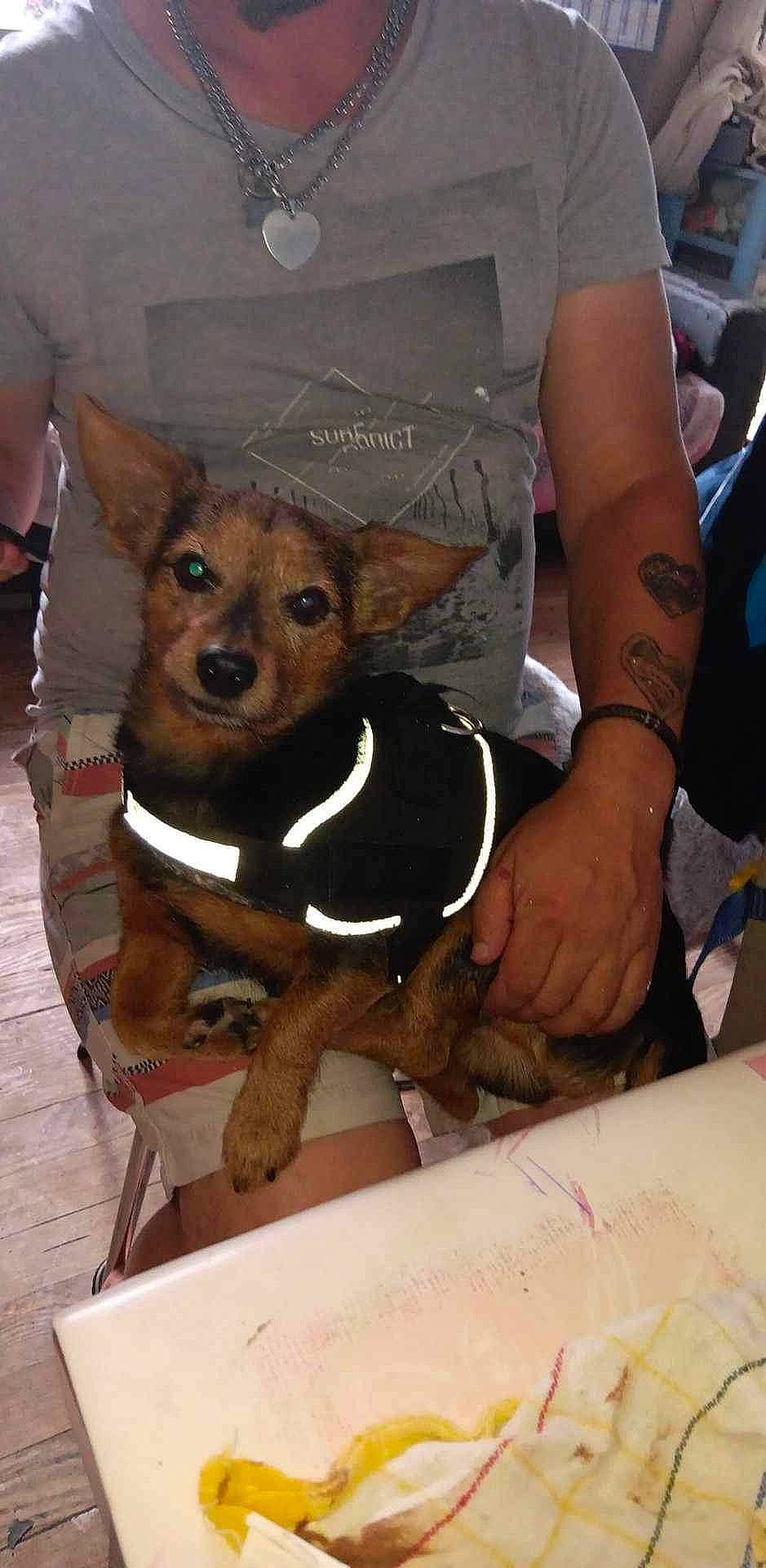 Pirate participe au concours pour gagner de l'argent avec cette photo : canidae, carnivore, chair, companion_dog, dog, dog_breed, dog_clothes, dog_supply, fawn, flooring, fur, human_leg, paw, pet_supply, puppy, snout, sporting_group, thigh, toy_dog, working_animal