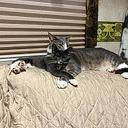 Gizmo is registered to the contest to win money with this photo: cat, cats, gray_cat, white_paws, indoor, couch, quilted_couch, window_blind, wallpaper, relaxed, resting, pet, animal, feline, two_cats, domestic_cat, cozy, fur, whiskers, paw