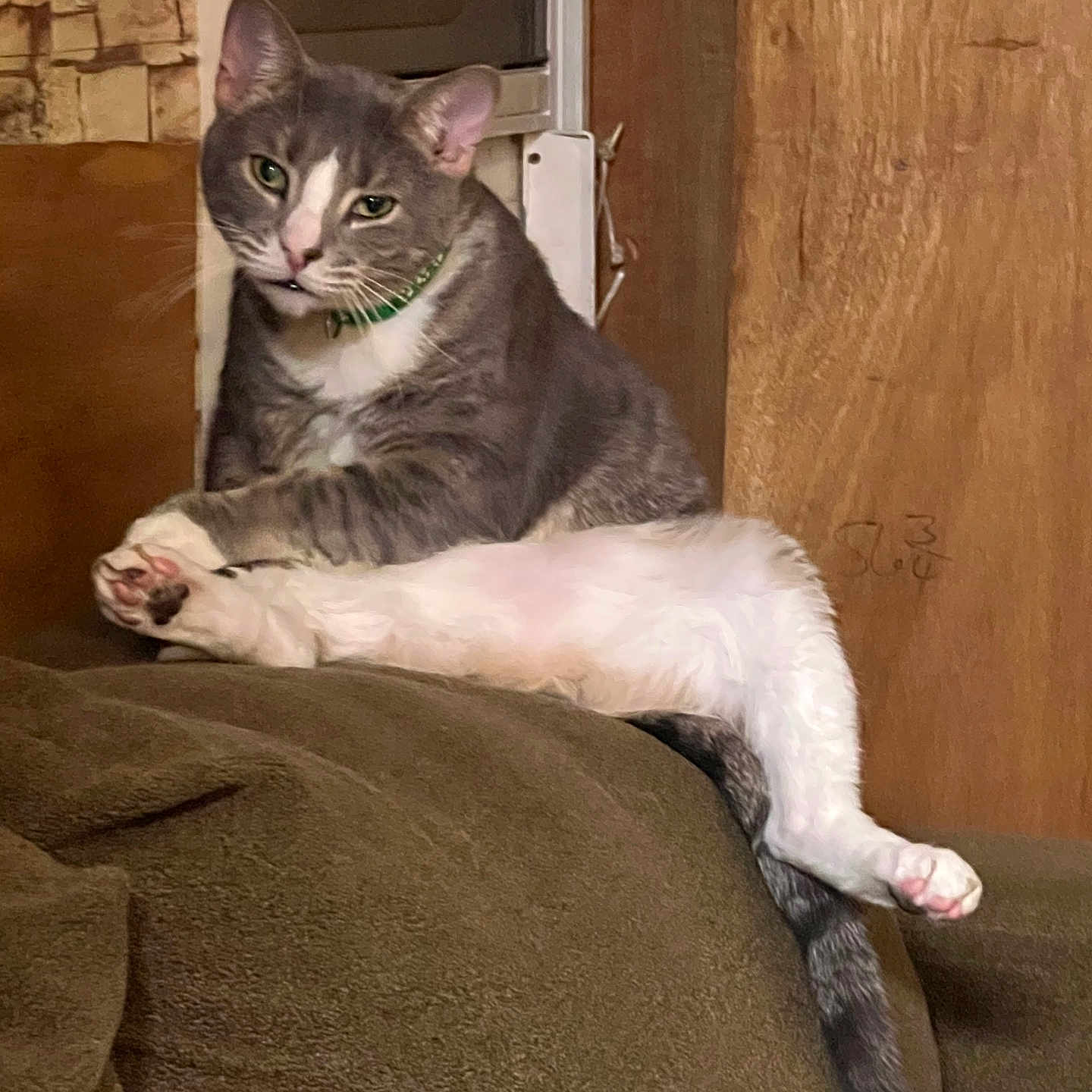 Gizmo