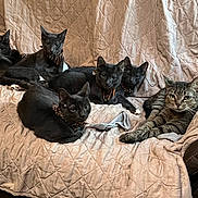 Luna joined the competition — help win amazing prizes! animal, cat, collar, couch, cute, feline, fur, gray_cat, group, home, household, indoor, paw, pet, quilted_cover, relaxed, resting, sock, tabby_cat, whiskers