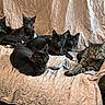 animal, cat, collar, couch, cute, feline, fur, gray_cat, group, home, household, indoor, paw, pet, quilted_cover, relaxed, resting, sock, tabby_cat, whiskers