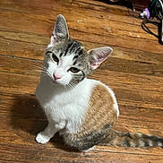 Dasiey joined the competition — help win amazing prizes! animal, black, brown, cat, curious, cute, domestic_cat, ears, feline, floor, fur, indoor, looking_up, pet, sitting, tabby, tail, whiskers, white, wooden_floor