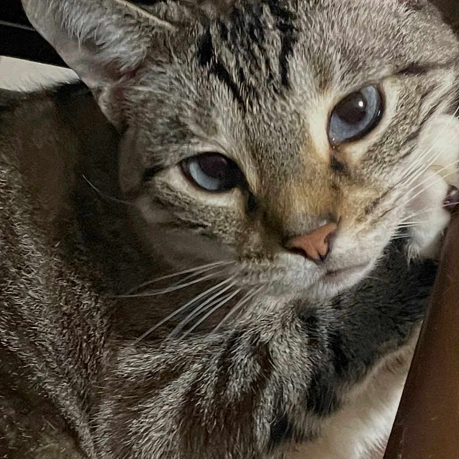 Apollo Le Bebe joined the competition — help win amazing prizes! cat, tabby, feline, pet, animal, portrait, close_up, face, eyes, ears, whiskers, nose, fur, striped_fur, gray, brown, indoor, sitting, wood, photography