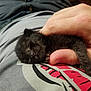 Inky is registered to the contest to win money with this photo: black_cat, cat, claws, close_up, cuddle, cute, fabric, fur, hand, human_hand, indoor, kitten, lap, newborn_kitten, pet, resting, sleeping, t_shirt, thumb, tiny_paws