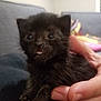 black_cat, cat, claws, close_up, cuddling, cute, ears, eyes, fur, hand, human_hand, indoor, kitten, newborn_kitten, paw, pet, portrait, sofa, tongue_out, whiskers