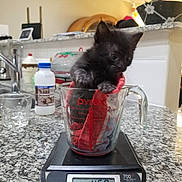 Inky is registered to the contest to win money with this photo: appliance, black_cat, bottle, cat, counter, countertop, cup, cute, digital_scale, fur, glass_cup, granite_countertop, kitchen, kitchen_scale, kitten, measuring_cup, paw, pyrex, sink, towel