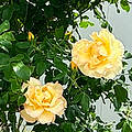 Jacqueline A.