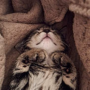 Tigger is registered to the contest to win money with this photo: kitten, tabby, cat, sleeping, paws, fur, blanket, cozy, cute, pet, animal, soft, relaxed, resting, indoor, closeup, adorable, whiskers, sleep, comfort