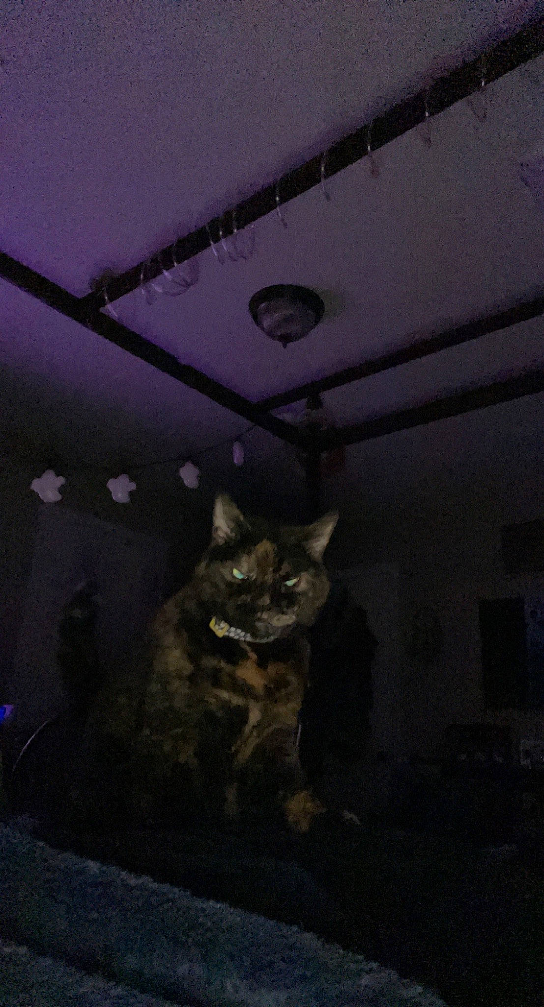 Orvieto is registered to the contest to win money with this photo: black_cat, carnivore, cat, ceiling, darkness, domestic_short_haired_cat, felidae, fur, grey, midnight, night, plant, room, sky, small_to_medium_sized_cats, space, tail, tints_and_shades, whiskers, window