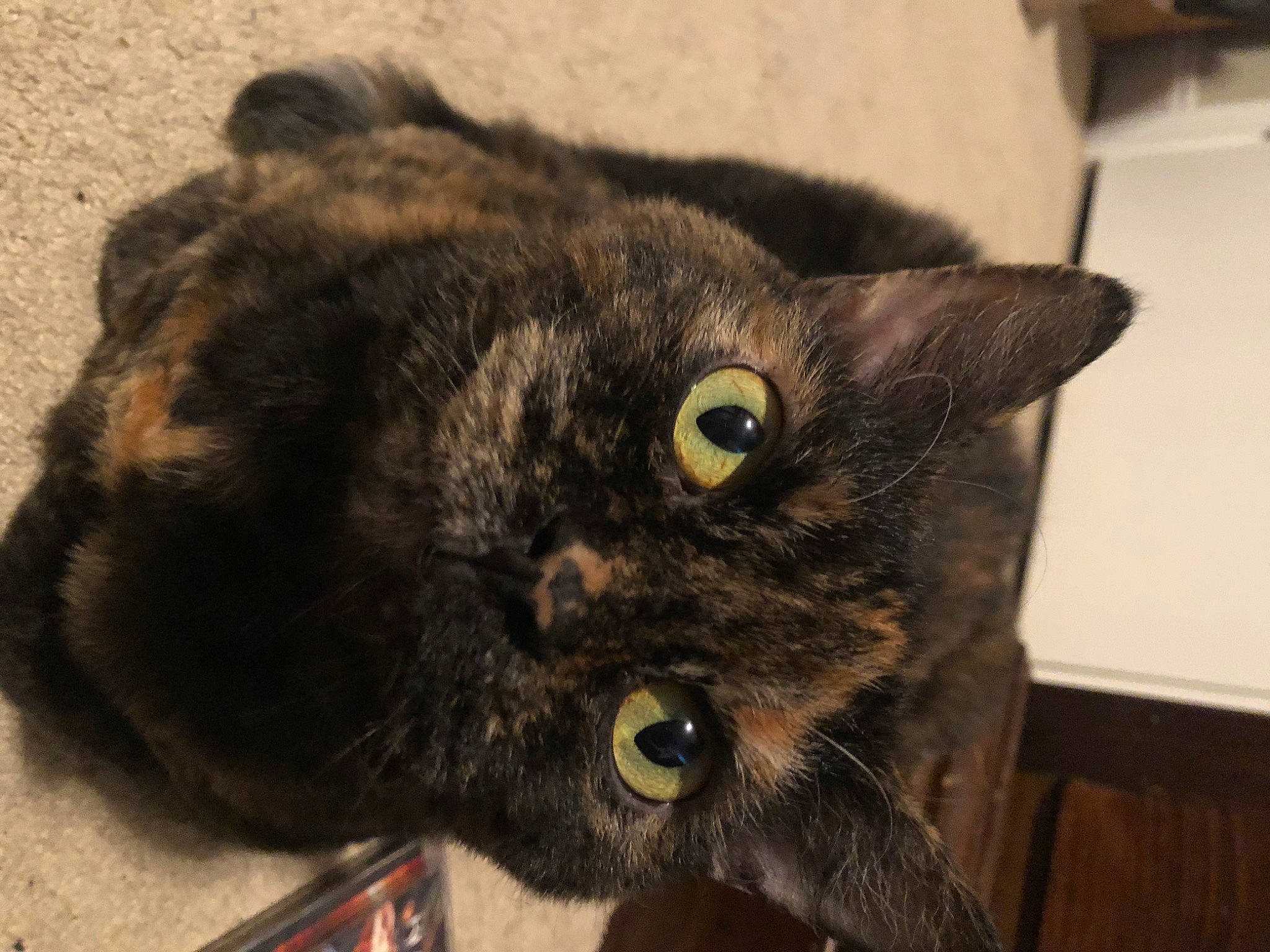 Orvieto is registered to the contest to win money with this photo: black_cat, bombay, carnivore, cat, claw, collar, domestic_short_haired_cat, ear, eye, felidae, fur, havana_brown, small_to_medium_sized_cats, snout, terrestrial_animal, whiskers