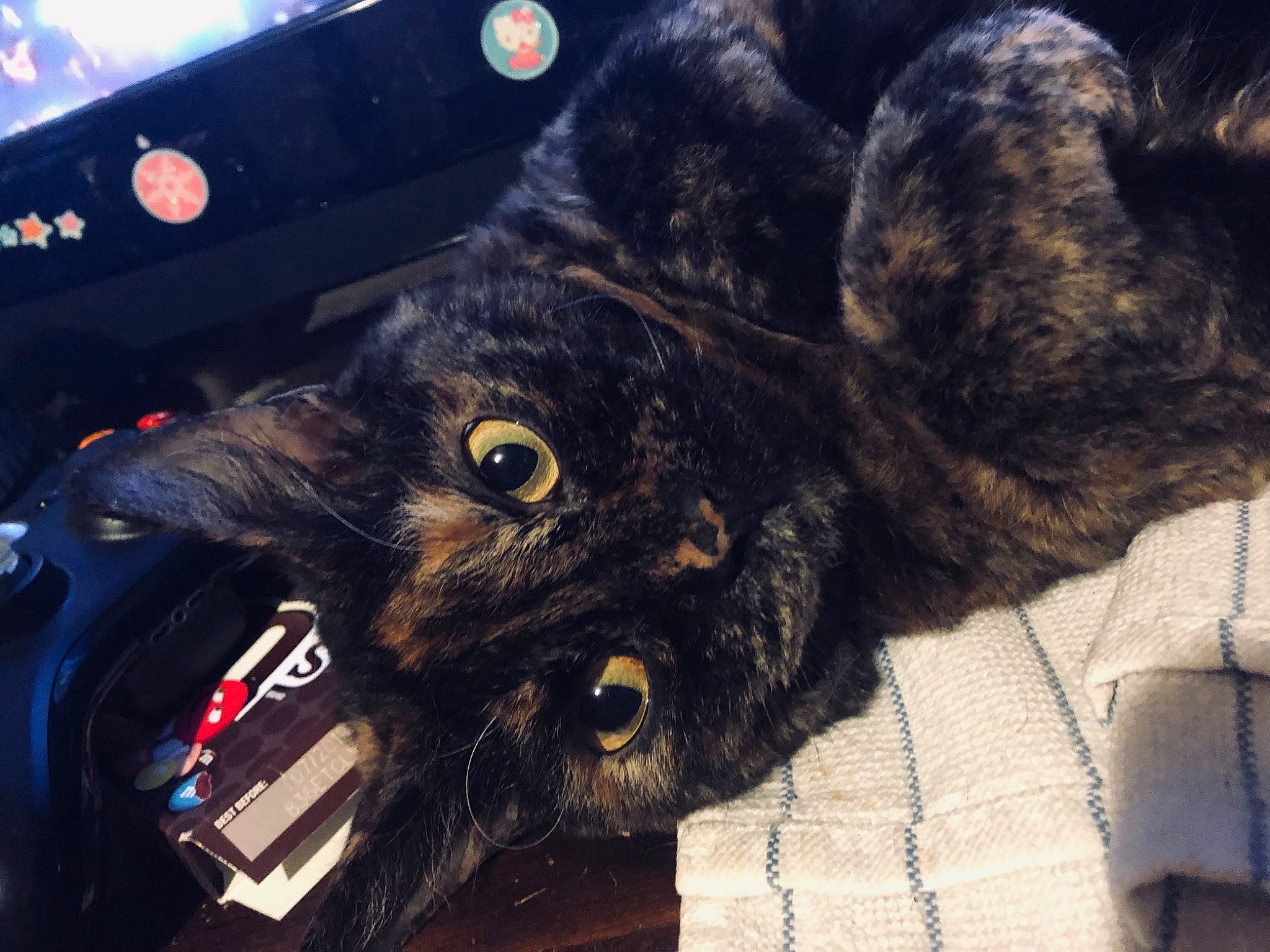 Orvieto joined the competition — help win amazing prizes! black_cat, carnivore, cat, claw, comfort, domestic_short_haired_cat, electric_blue, felidae, fur, small_to_medium_sized_cats, tail, terrestrial_animal, whiskers, woven_fabric