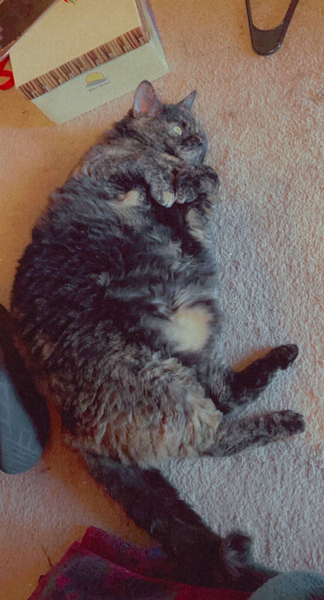 Orvieto is registered to the contest to win money with this photo: black_cat, carnivore, cat, claw, comfort, domestic_short_haired_cat, felidae, flooring, fur, paw, sitting, small_to_medium_sized_cats, snout, tail, whiskers