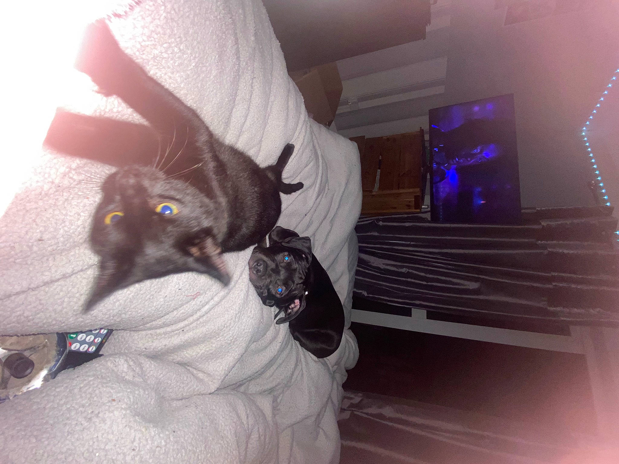 Harns is registered to the contest to win money with this photo: bed, black_cat, canidae, carnivore, cat, claw, comfort, companion_dog, dog_breed, domestic_short_haired_cat, ear, event, felidae, fur, grey, magenta, purple, small_to_medium_sized_cats, tail, whiskers