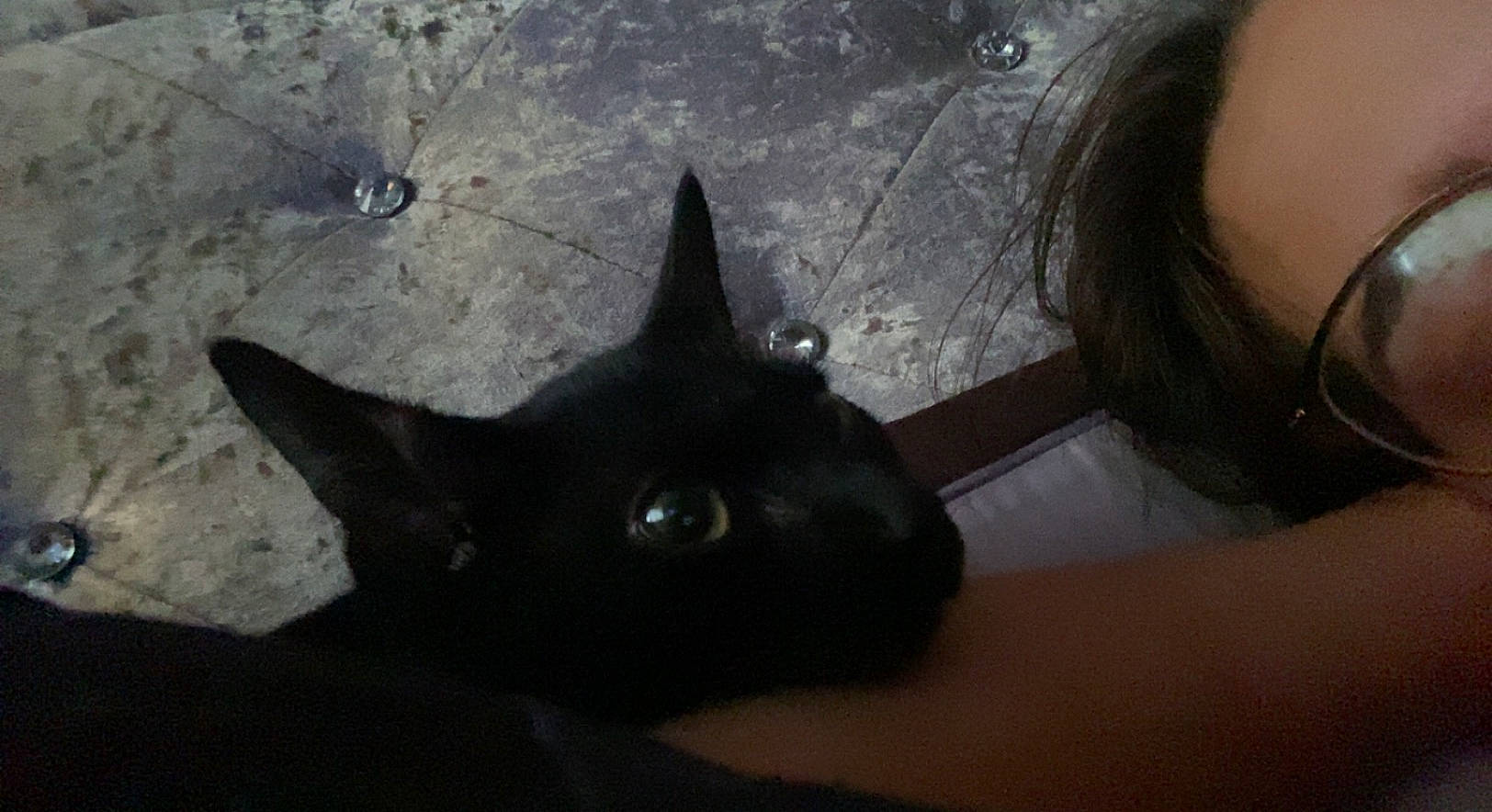 Harns joined the competition — help win amazing prizes! black_cat, bombay, carnivore, cat, darkness, domestic_short_haired_cat, eyelash, felidae, fur, iris, shadow, small_to_medium_sized_cats, snout, whiskers