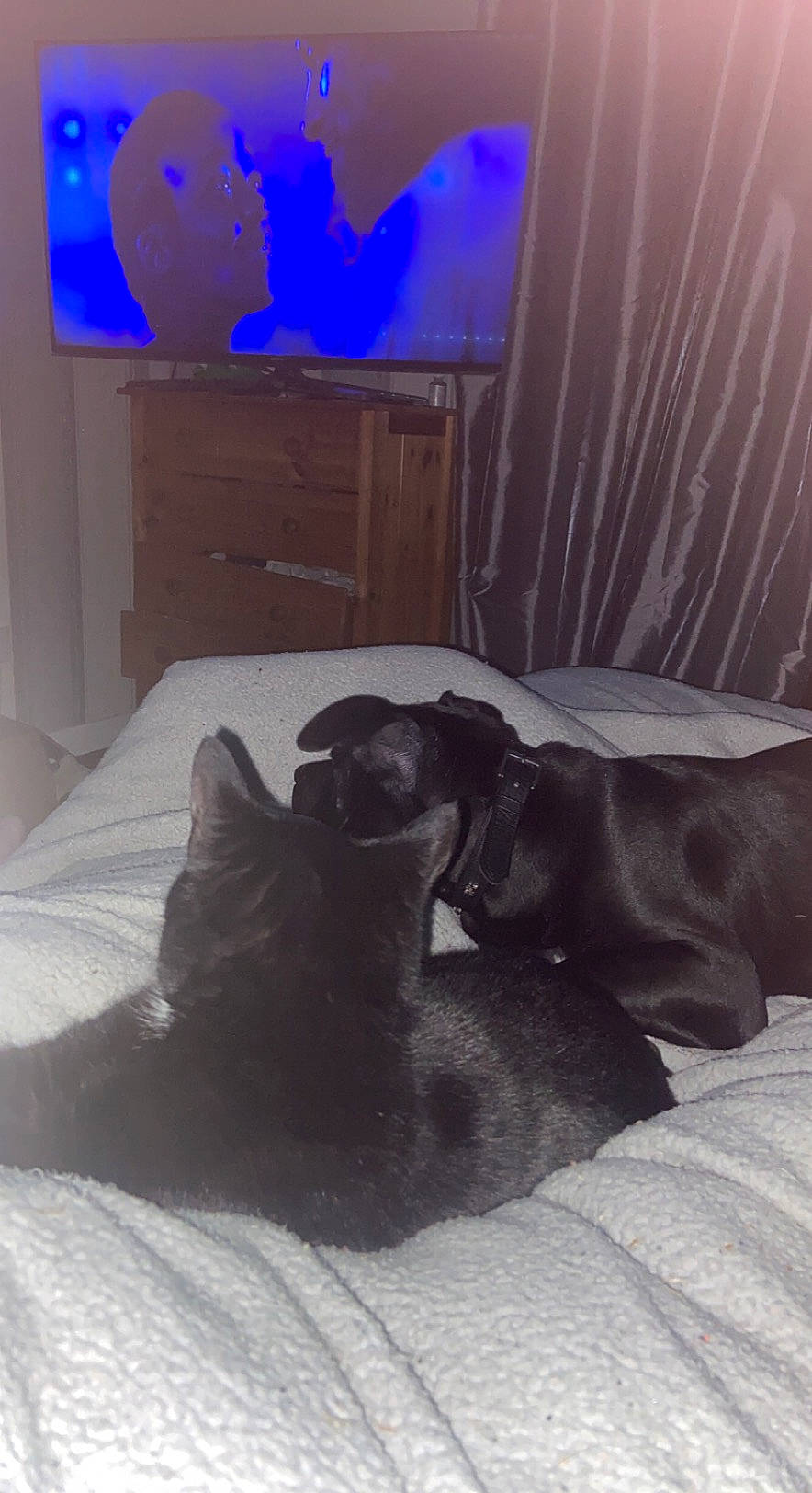 Harns is registered to the contest to win money with this photo: bed, bedding, bedroom, black_cat, canidae, carnivore, comfort, companion_dog, dog, dog_breed, felidae, floor, grey, linens, room, small_to_medium_sized_cats, sporting_group, tail, tints_and_shades, whiskers