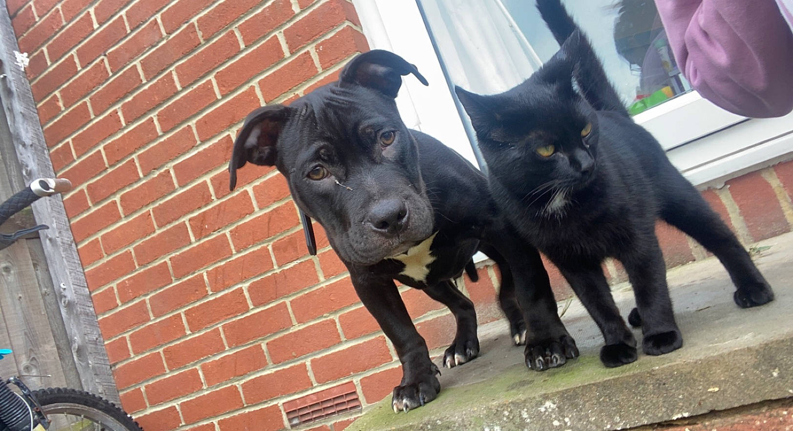 Harns is registered to the contest to win money with this photo: bicycle, bicycle_tire, bicycle_wheel, bicycle_wheel_rim, bombay, brick, brickwork, canidae, carnivore, cat, dog_breed, felidae, fur, small_to_medium_sized_cats, snout, tail, tire, wheel, whiskers, working_animal