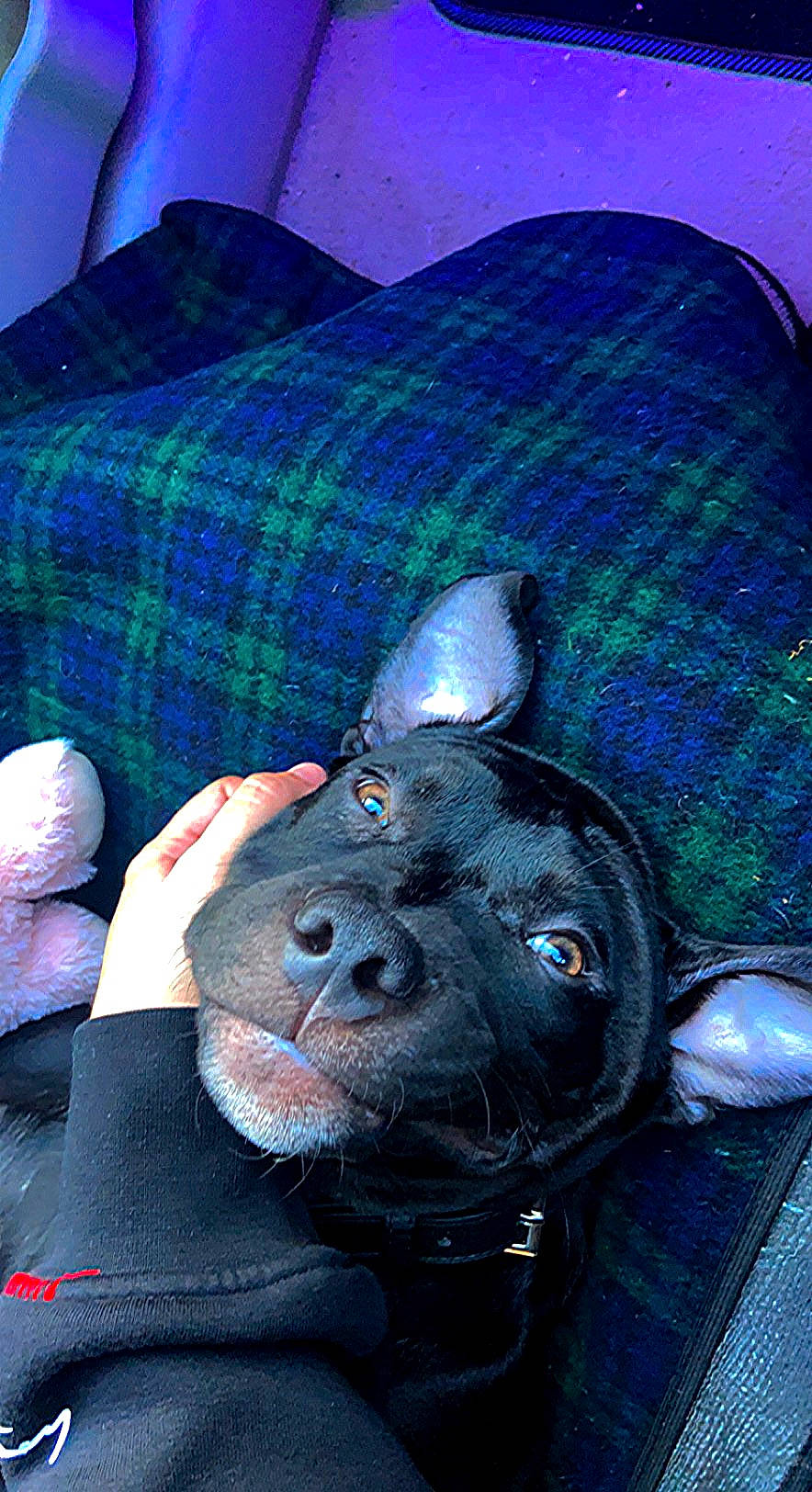 Alvin joined the competition — help win amazing prizes! azure, carnivore, comfort, companion_dog, dog, dog_breed, ear, electric_blue, fashion_accessory, fawn, fur, gesture, nail, non_sporting_group, pattern, personal_protective_equipment, snout, toy_dog, whiskers, working_animal