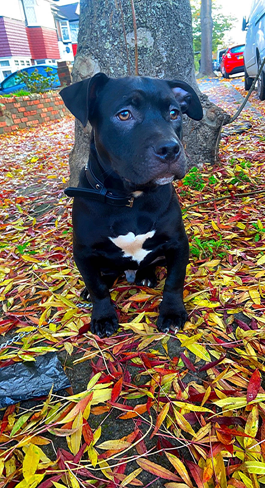 Alvin is registered to the contest to win money with this photo: borador, carnivore, collar, companion_dog, deciduous, dog, dog_breed, dog_collar, dog_supply, electric_blue, fawn, grass, guard_dog, pet_supply, plant, snout, sporting_group, tire, working_animal, working_dog