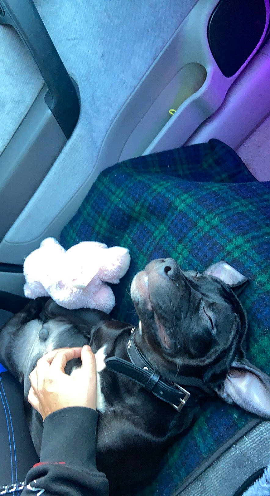 Alvin joined the competition — help win amazing prizes! auto_part, automotive_design, automotive_exterior, automotive_lighting, car_seat, car_seat_cover, carnivore, comfort, companion_dog, dog, dog_breed, fawn, light, motor_vehicle, personal_luxury_car, snout, vehicle, vehicle_door, white, working_animal