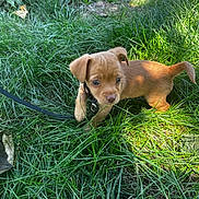 Otis joined the competition — help win amazing prizes! brown, close_up, collar, curious, cute, dog, eyes, grass, greenery, leash, nose, outdoor, paw, portrait, puppy, small_dog, steps, summer, sunlight, yard