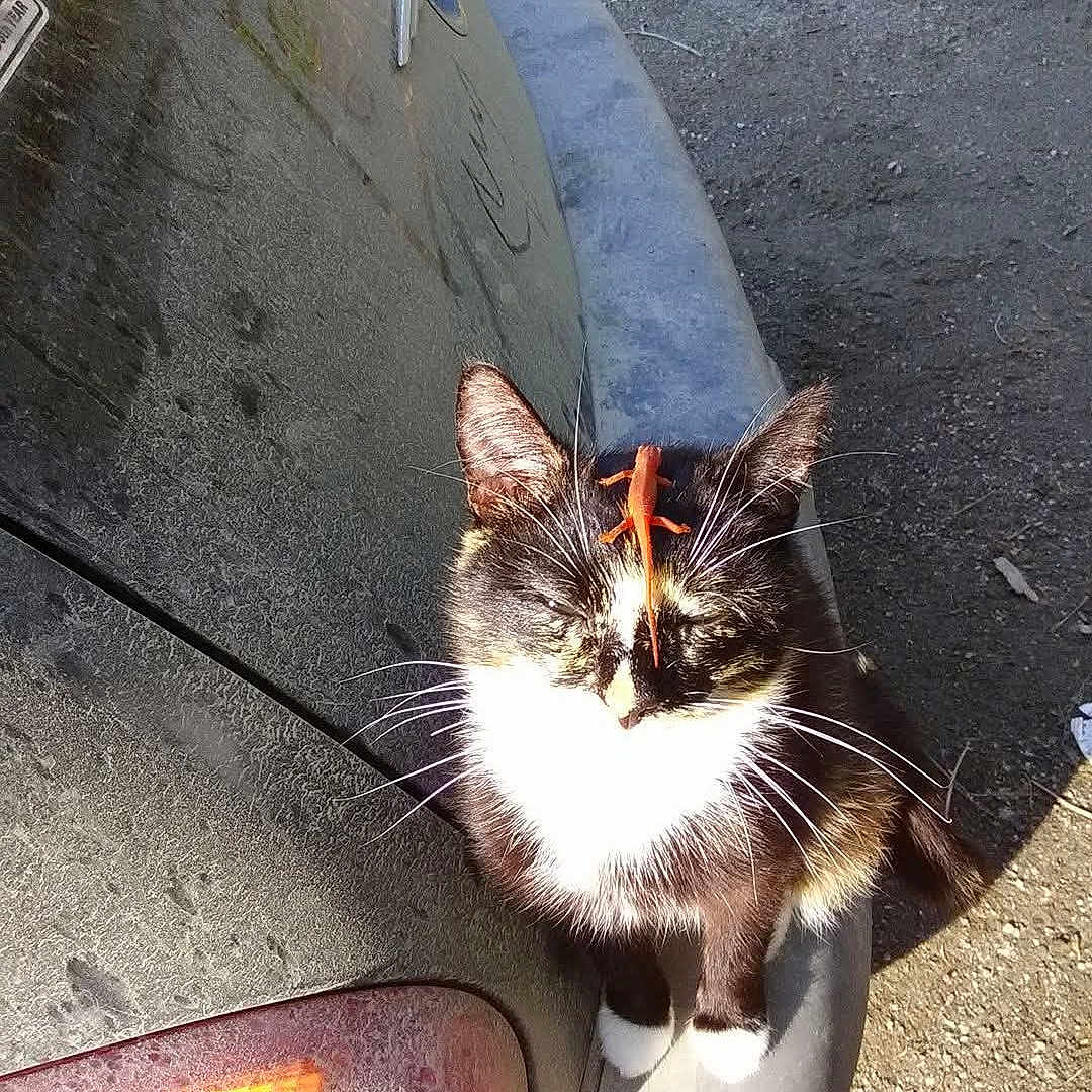 Luna. is registered to the contest to win money with this photo: animal, black_and_white, bumper, car, cat, dusty, ears, feline, fur, lizard, nature, orange, outdoor, pet, reptile, small, sunlight, tail, whiskers, wildlife
