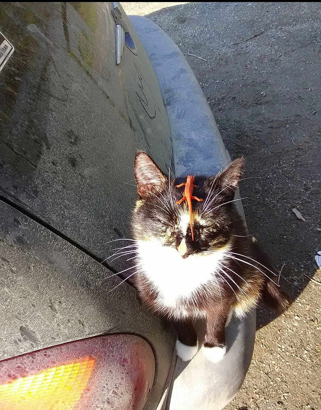 Luna. is registered to the contest to win money with this photo: cat, animal, lizard, car, bumper, outdoor, sunlight, pet, feline, wildlife, dusty, tail, whiskers, ears, fur, nature, reptile, small, orange, black_and_white