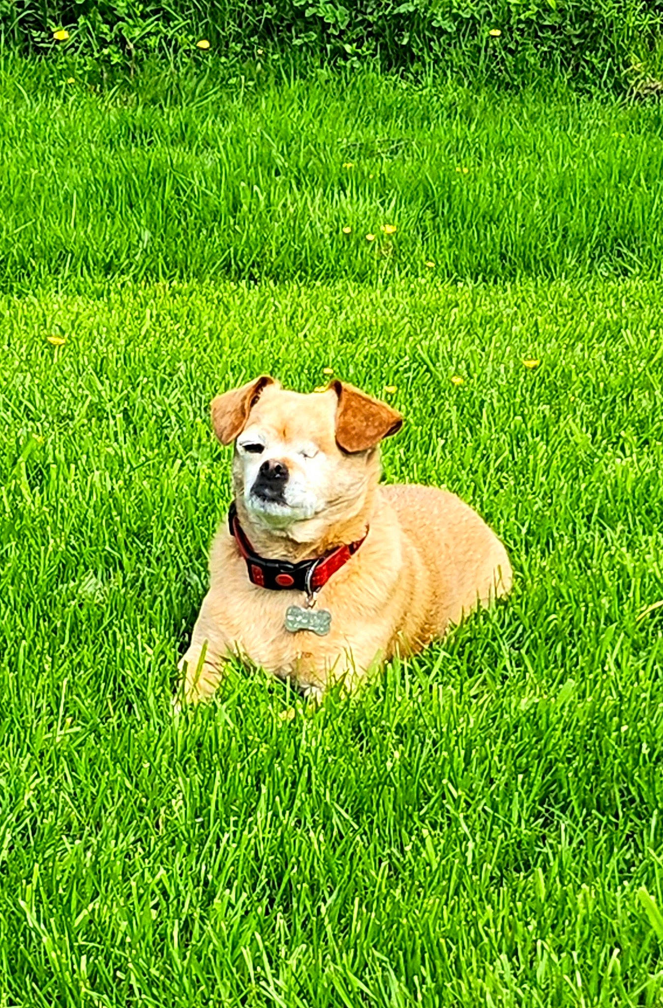 Ella is registered to the contest to win money with this photo: canidae, carnivore, collar, companion_dog, dog, dog_breed, dog_collar, fawn, grass, grassland, groundcover, happy, meadow, pasture, people_in_nature, plant, prairie, sporting_group, tail, working_animal