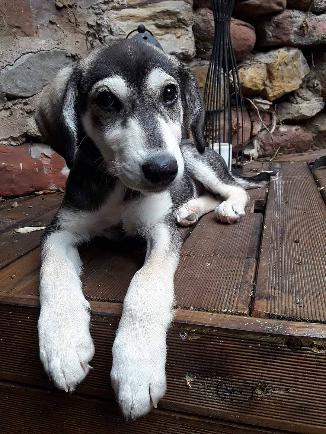 Smile a rejoint le concours — aidez-le/la à gagner de superbes lots ! canidae, carnivore, companion_dog, dog, dog_breed, eurohound, hortaya_borzaya, mammal, puppy, rare_breed_dog, saluki, sighthound, silken_windhound, sporting_group, street_dog, vertebrate, whippet