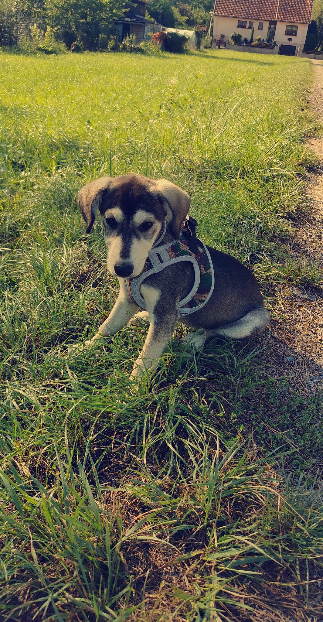 Smile a rejoint le concours — aidez-le/la à gagner de superbes lots ! canidae, carnivore, dog, dog_breed, grass, hunting_dog, labrador_husky, puppy, rare_breed_dog, siberian_husky, sled_dog, sporting_group, tail, wolfdog