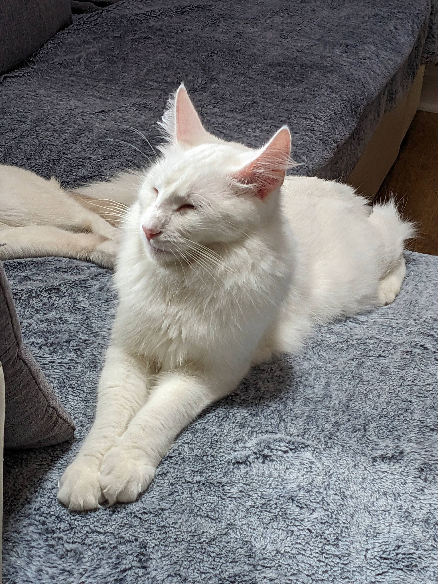 Tango participe au concours pour gagner de l'argent avec cette photo : carnivore, cat, claw, comfort, domestic_short_haired_cat, eye, felidae, foot, fur, leg, paw, sitting, small_to_medium_sized_cats, snout, tail, terrestrial_animal, whiskers