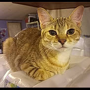 Pixie is registered to the contest to win money with this photo: cat, tabby, feline, pet, whiskers, ears, big_eyes, fur, closeup, portrait, sitting, indoor, household, tabletop, plastic_wrap, looking_at_camera, cute, domestic_animal, paws, muzzle