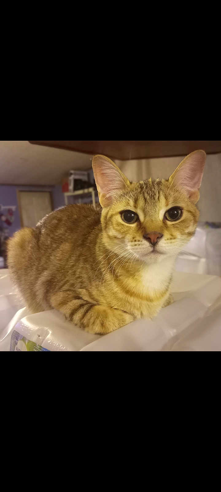 Pixie is registered to the contest to win money with this photo: cat, tabby, feline, pet, whiskers, ears, big_eyes, fur, closeup, portrait, sitting, indoor, household, tabletop, plastic_wrap, looking_at_camera, cute, domestic_animal, paws, muzzle