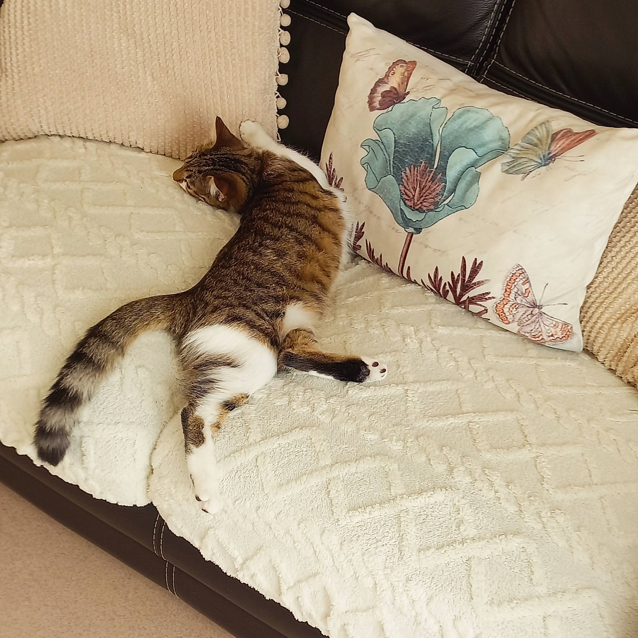 Azra a rejoint le concours — aidez-le/la à gagner de superbes lots ! bed, bedding, bedroom, carnivore, cat, claw, comfort, couch, domestic_short_haired_cat, duvet, felidae, flooring, fur, grey, linens, paw, small_to_medium_sized_cats, tail, whiskers, wood