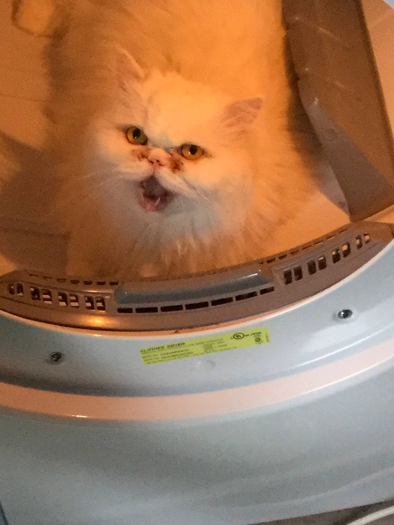 C J is registered to the contest to win money with this photo: carnivore, cat, felidae, kitten, mammal, persian, small_to_medium_sized_cats, whiskers