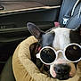 accessory, black_and_white, canine, car_interior, car_window, close_up, companion, cozy, cute, dog, domestic_animal, indoor, leather_seat, pet_bed, portrait, relaxed, resting, seat, seatbelt, sunglasses
