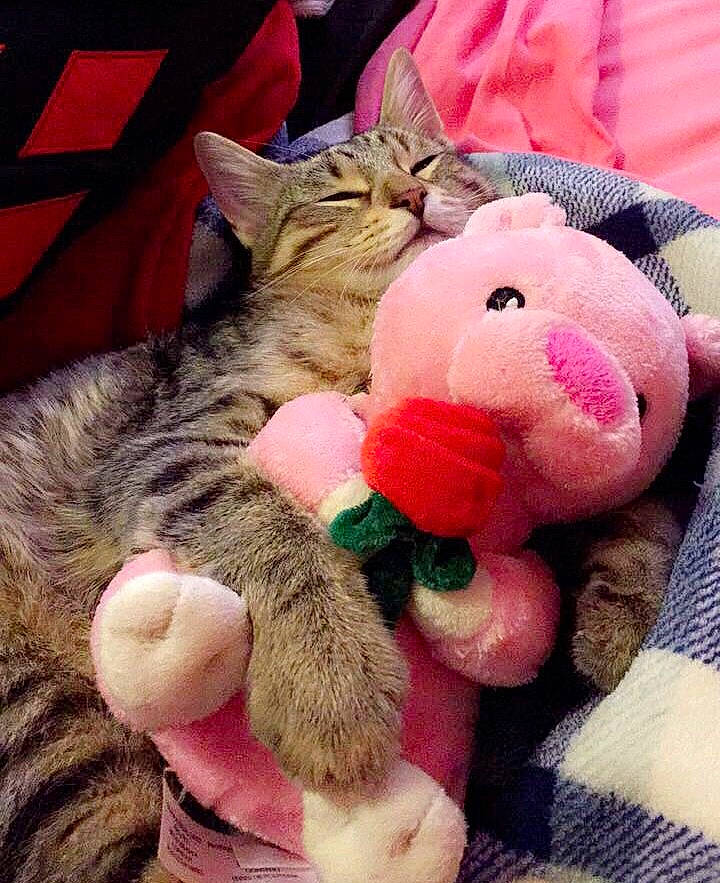 Chewie joined the competition — help win amazing prizes! carnivore, cat, claw, comfort, domestic_short_haired_cat, fawn, felidae, fur, gesture, lap, magenta, paw, pink, plush, small_to_medium_sized_cats, snout, stuffed_toy, tail, toy, whiskers