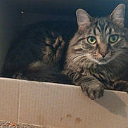 Milo is registered to the contest to win money with this photo: cat, tabby, green_eyes, cardboard_box, pet, feline, indoor, fur, animal, cute, resting, looking, whiskers, paw, closeup, domestic_animal, mammal, curious, cozy, relaxed