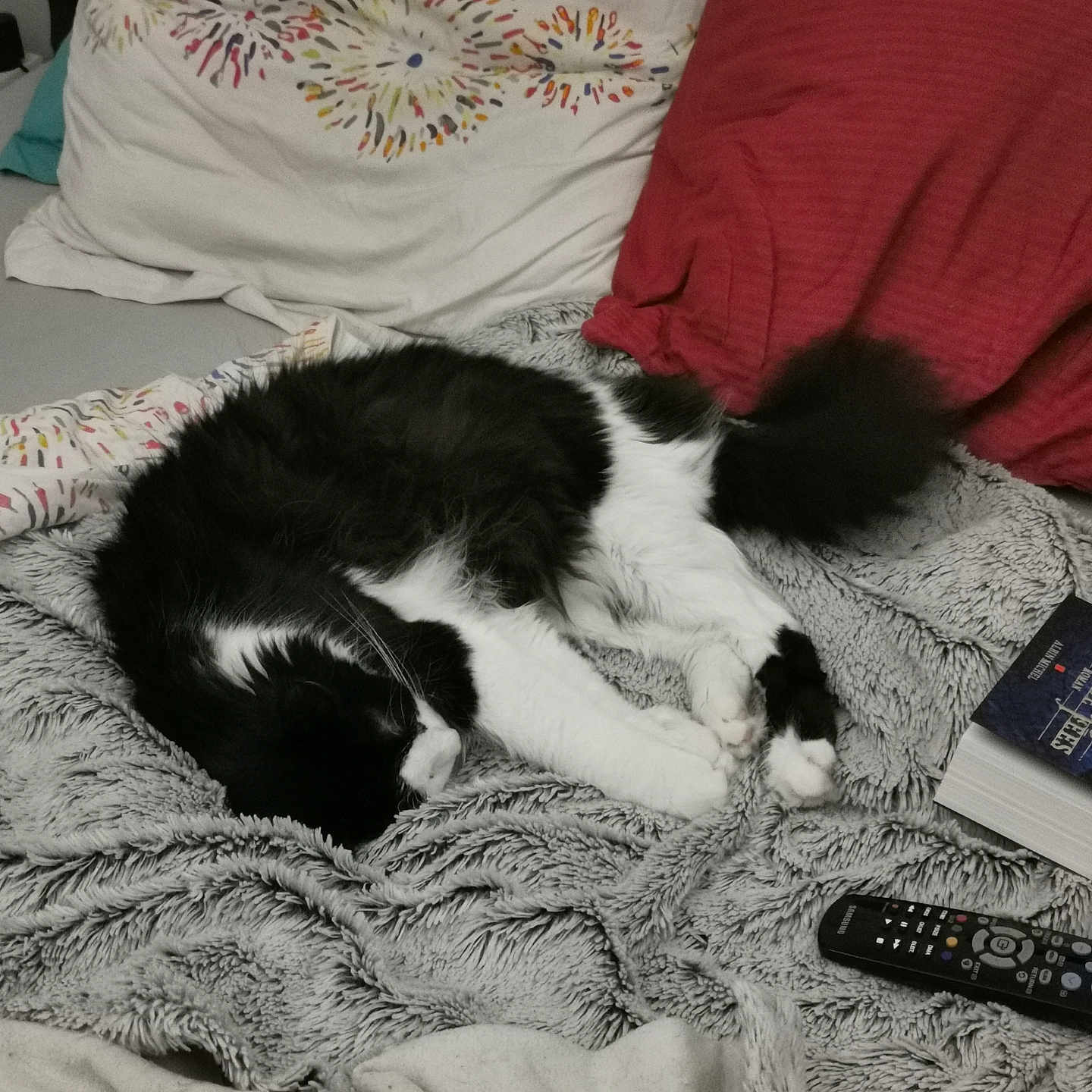Salem participe au concours pour gagner de l'argent avec cette photo : animal, bed, bedroom, blanket, cat, computer, couch, cushion, electronics, furniture, homedecor, indoors, laptop, linen, pc, pet, pillow, quilt, remotecontrol, room