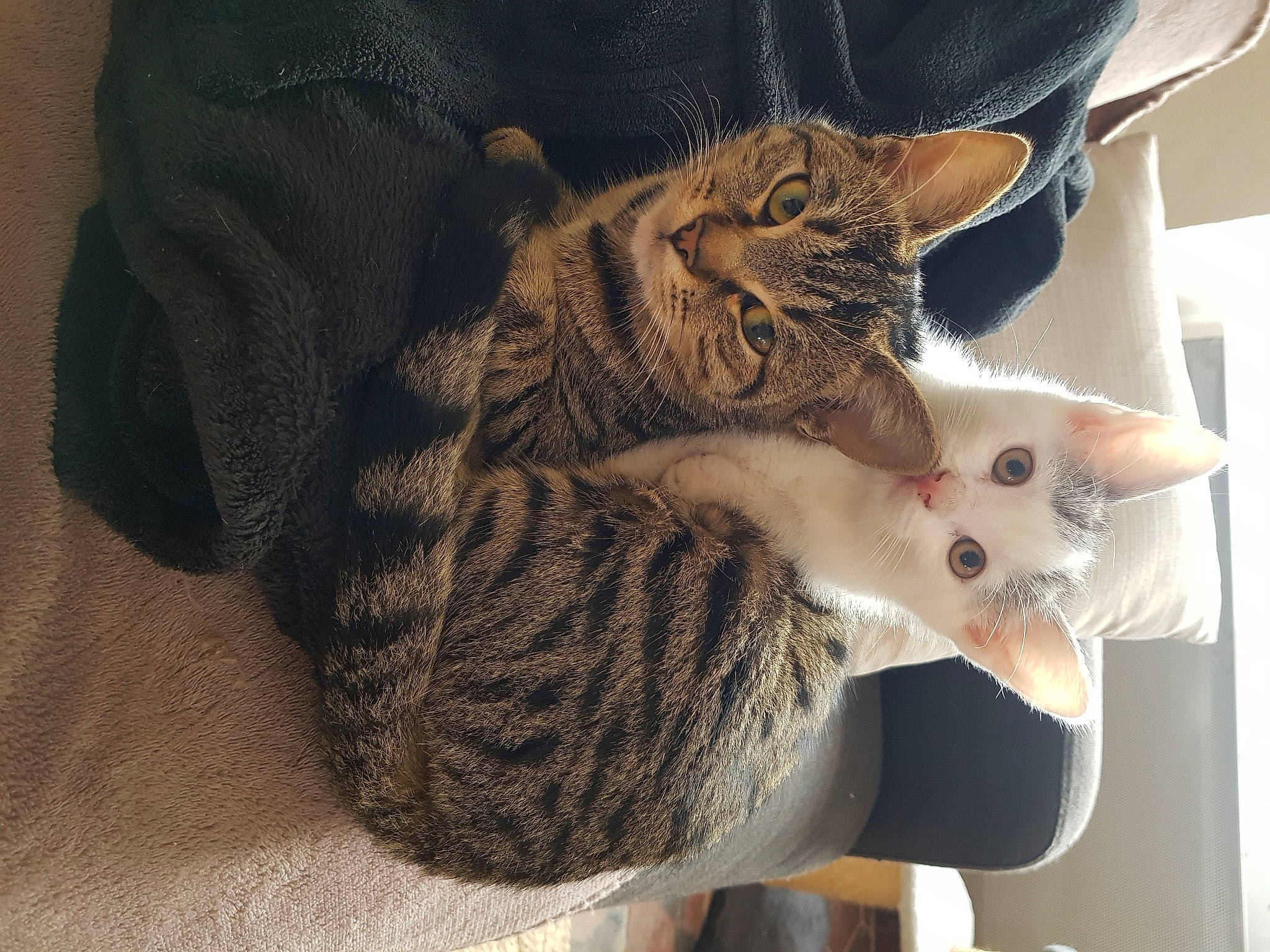 Boubou participe au concours pour gagner de l'argent avec cette photo : american_shorthair, asian, california_spangled, carnivore, cat, domestic_short_haired_cat, dragon_li, egyptian_mau, european_shorthair, felidae, fur, kitten, mammal, ocicat, pixie_bob, savannah, small_to_medium_sized_cats, tabby_cat, vertebrate, whiskers