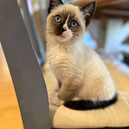 Stormy is registered to the contest to win money with this photo: kitten, cat, blue_eyes, fluffy, sitting, chair, cushion, indoor, pet, curious, feline, animal, closeup, portrait, domestic_cat, whiskers, soft_fur, cute, young, furniture