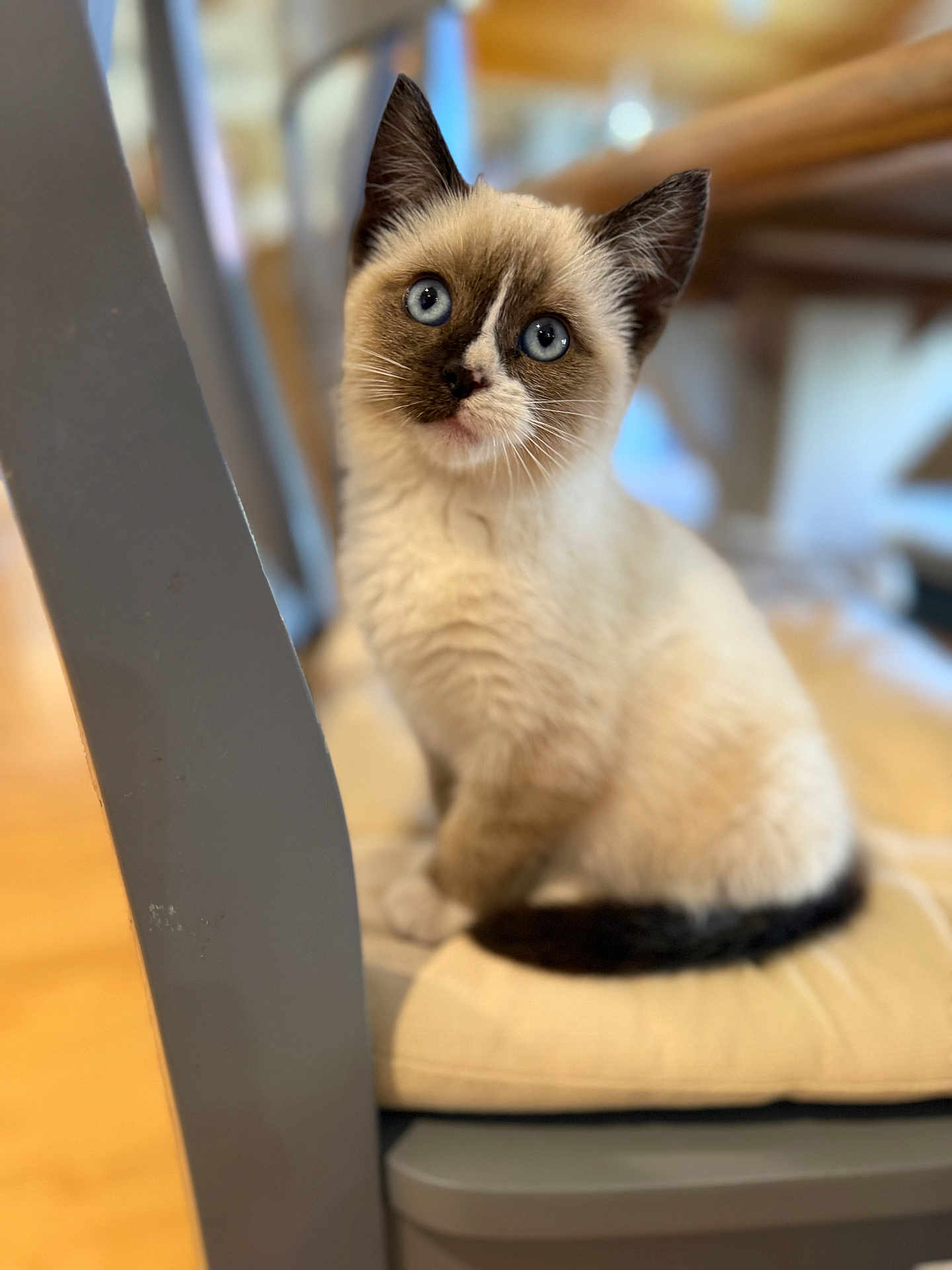 Stormy is registered to the contest to win money with this photo: kitten, cat, blue_eyes, fluffy, sitting, chair, cushion, indoor, pet, curious, feline, animal, closeup, portrait, domestic_cat, whiskers, soft_fur, cute, young, furniture